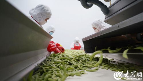 山東沂南 小果蔬撬動大產業，食品包裝機械助力騰飛